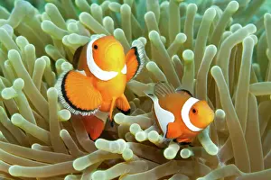 Ocellaris: Ocellaris Clownfish (Amphiprion ocellaris), Pacific