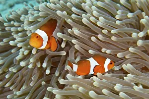 Indonesian: Two Ocellaris Clownfish (Amphiprion ocellaris)