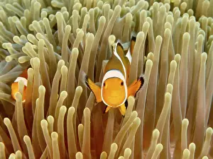 Indonesian: Two Ocellaris Clownfish (Amphiprion ocellaris)