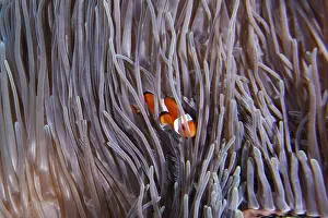 Indonesian: Ocellaris Clownfish (Amphiprion ocellaris)