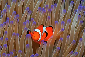 Ocellaris: Ocellaris Clownfish (Amphiprion ocellaris) in Magnificent