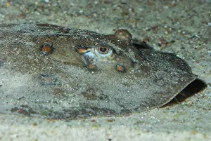 Sting: Ocellate River Sting Ray / Peacock-eye Stingray