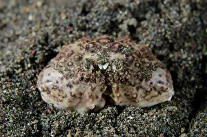 Calappa: Ocellated Box Crab
