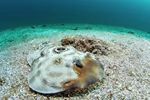 Santo: Ocellated electric ray (Diplobatis ommata) on sand