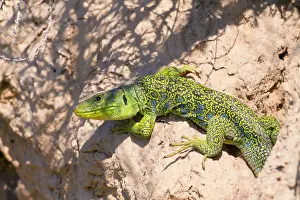 Ocellated: Ocellated Lizard