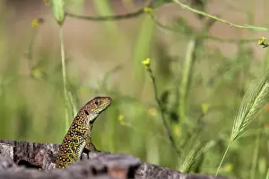 Lacertidae: Ocellated Lizard
