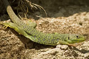 Ocellated: Ocellated Lizard - sunbathing