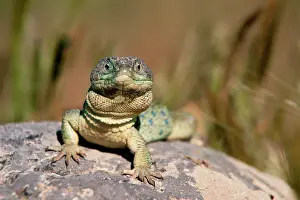 Regulation: Ocellated lizard taking a sun bath Extremadura Spainoc