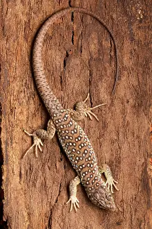 Lacerta: Ocellated Lizard (Timon lepidus)