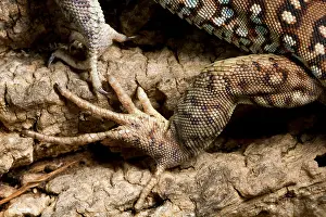 Lacerta: Ocellated Lizard (Timon lepidus) foot detail