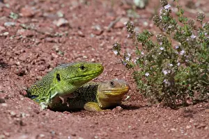 080120: Ocellated lizards couple on ground Plaine des Maures