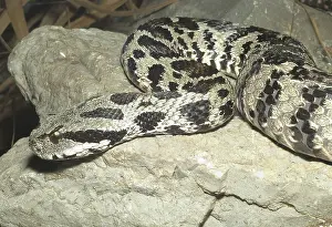 Iran: Ocellated Mountain Viper (Vipera wagneri)