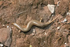 Skinks: Ocellated skink