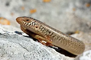 Skink: Ocellated Skink