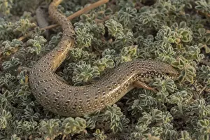 Ocellatus: An Ocellated skink, Chalcides ocellatus, in coastal