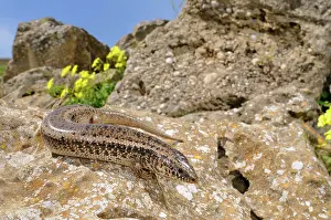 Skinks: Ocellated Skink - in habitat