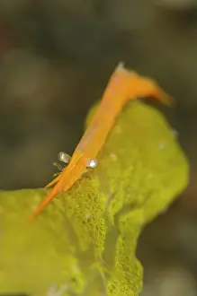 Transparent: Ocellated Tozeuma Shrimp - on sponge with algal symbiont