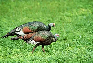 Ocellata: OCELLATED TURKEY