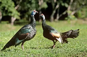 Ocellata: Ocellated turkey