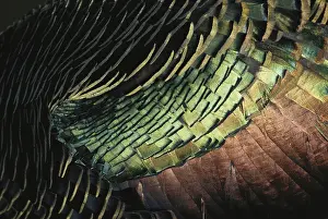 1998: Ocellated Turkey