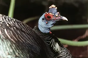 Ocellata: Ocellated Turkey