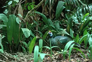 Ocellata: Ocellated Turkey