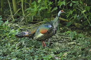 Meleagris: Ocellated Turkey