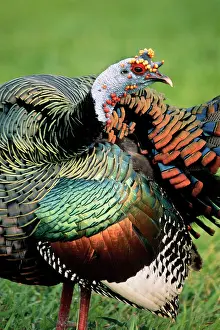 Ocellata: OCELLATED TURKEY - male, close-up