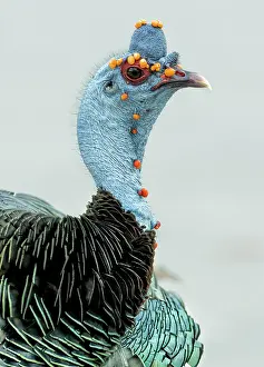 Guatemala: Ocellated Turkey (Meleagris ocellata), Guatemala