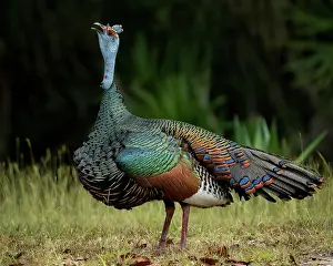 Guatemala: Ocellated Turkey (Meleagris ocellata), male? cal
