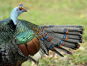 Guatemala: Ocellated Turkey (Meleagris ocellata), male? pre
