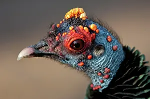 Ocellata: Ocellated Turkey Portrait