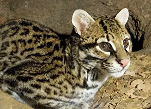 Leopardus: Ocelot