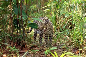 Ocelot: Ocelot