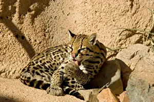 Ocelot: Ocelot