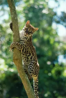 Ocelot: Ocelot