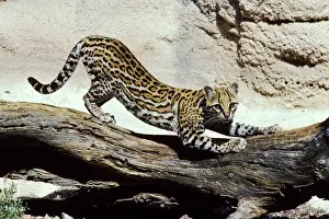Ocelot: Ocelot