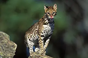 Ocelot: Ocelot