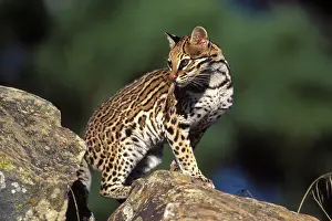Ocelot: Ocelot