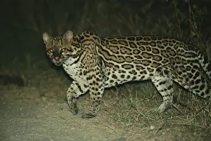 Pardalis: Ocelot