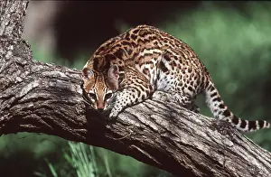 Ocelot: OCELOT - climbing over log