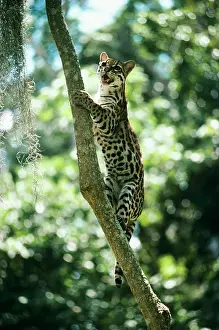 Leopardus: Ocelot - climbing a tree