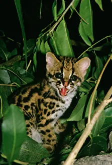 Ocelot: Ocelot - cub