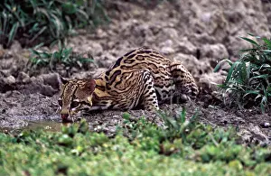Ocelot: Ocelot - Drinking from a shrinking pond at the