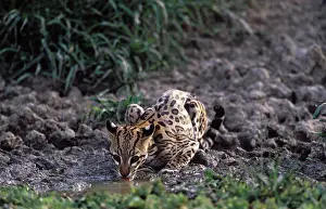 Ocelot: Ocelot - Drinking from a shrinking pond, at the