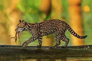 Ocelot / Dwarf Leopard, with captured lizard, juvenile