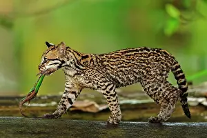 Ocelot: Ocelot / Dwarf Leopard, with captured lizard, juvenile