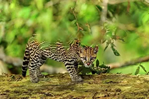 Ocelot: Ocelot / Dwarf Leopard, juvenile, flooded forest
