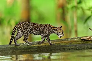 Flooded: Ocelot / Dwarf Leopard, juvenile, flooded forest