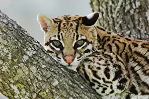 Bend: Ocelot (Felis pardalis), captive, female resting